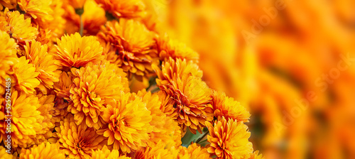 Closeup of beautiful Mum or Chrysanthemum flowers blooming in the autumn