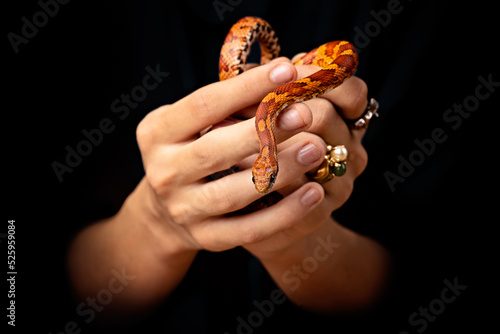 Hand holding a corn snake