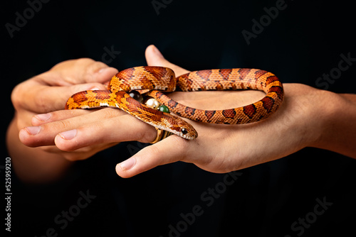 Hand holding a corn snake