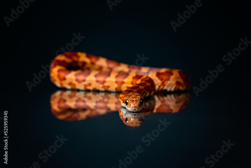 Corn snake with reflection