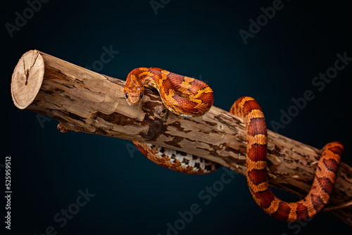 Corn snake on a log
