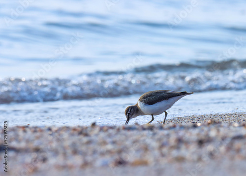 Common sandpiper on the beach. Actitis hypoleucos. Bird background. Natural background. Beautiful nature.