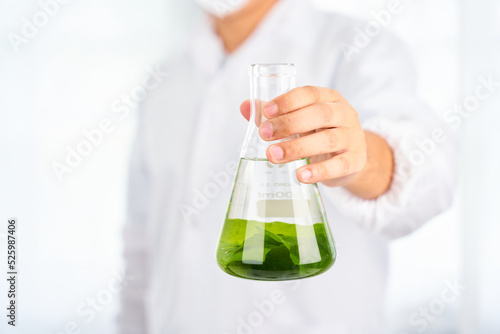 Asian scientist with science research biology with seaweed or kelp in the laboratory on white background 