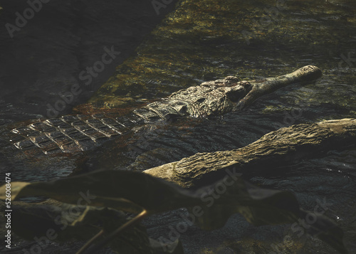 krokodyl unoszący się na wodzie
