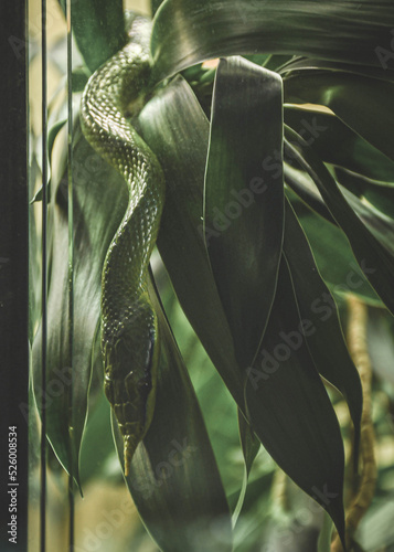 Wąż na zielonych liściach