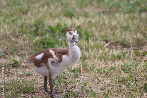 cute gosling of egyptian goose foraging in the grass