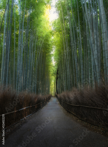 Arashiyama bamboo forest,Kyoto.