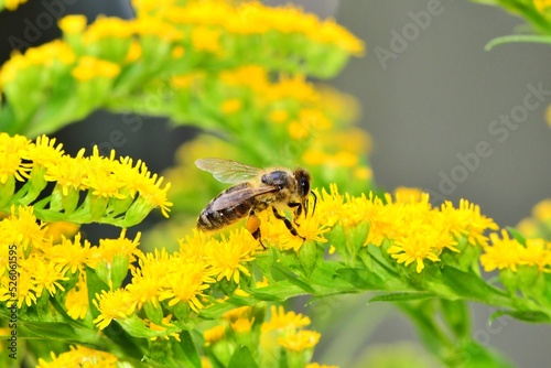 Pszczoła miodna (Apis mellifera) na kwiatach nawłoci kanadyjskiej (Solidago canadensis)