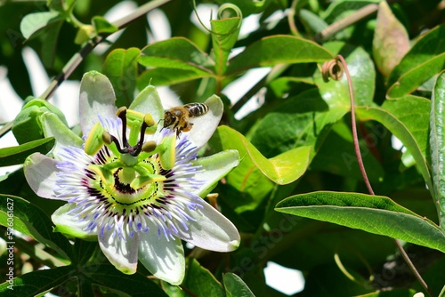 Pszczoła miodna (Apis mellifera) nadlatująca do kwiatu męczennicy błękitnej (Passiflora caerulea)