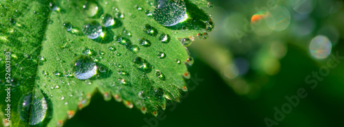 Green leaves in dew drops.