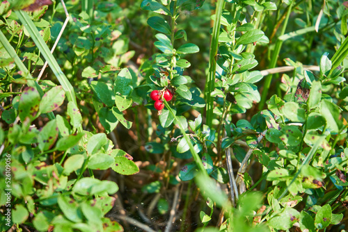 Borówka brusznica , Vaccinium vitis-idaea