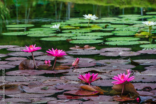 연못에 핀 분홍색, 흰색 연꽃