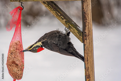 woodpecker getting suet in winter