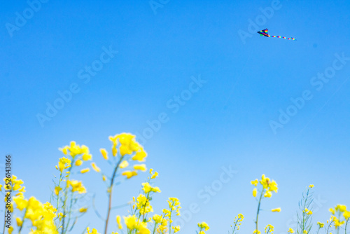 flowers and blue sky
