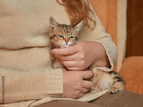 Cute tabby kitten in the arms of a sitting woman in a beige sweater from a low angle indoors