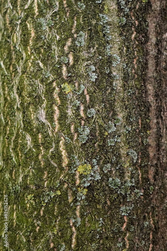 Natural background of tree brown textured bark with gray and yellow foliose lichens