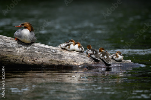 Common Merganser female and ducklings resting on log in the river