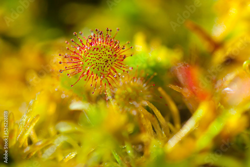 Rosiczka okrągłolistna (Drosera rotundifolia) Sundews