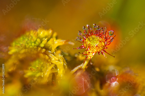 Rosiczka okrągłolistna (Drosera rotundifolia) Sundews