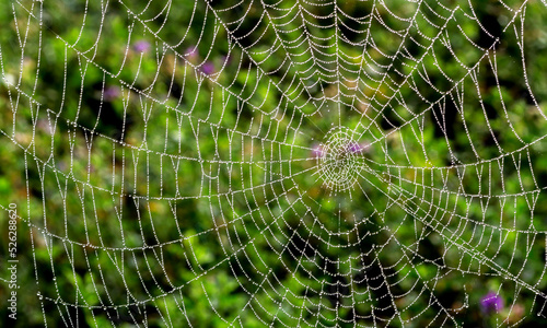 Abstract cobweb against green backdrop - abstract spider web background