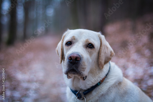 Pies labrador w jesiennym lesie
