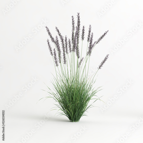 3d illustration of molinia caerulea grass isolated on white background