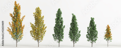 3d illustration of set liriodendron tulipifera fastigiatum tree isolated on white background