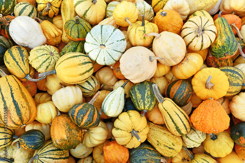 Top view of many different ornamental gourds and pumpkins