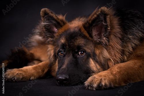 portrait of the german shepherd long hair dog