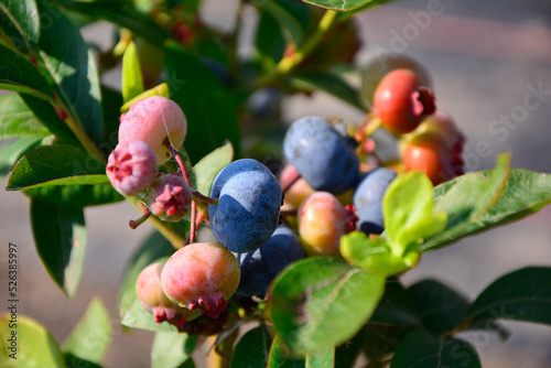 borówki amerykańskie owoce na krzaku, Borówka wysoka, niebieska jagoda, dojrzewajace borówki , vaccinium corymbosum, lueberries fruits on the bush, highbush blueberry, ripening blueberries
