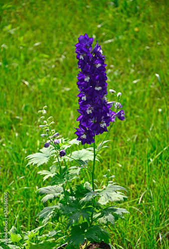 Violet flower of Delphinium, delphinium blue white, Ostróżka Wyniosła Dark Blue White Bee (Delphinium elatum)