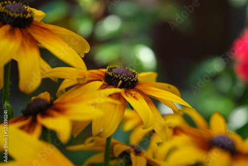 Rudbeckia flowers in autumn. Floral background with yellow flowers.