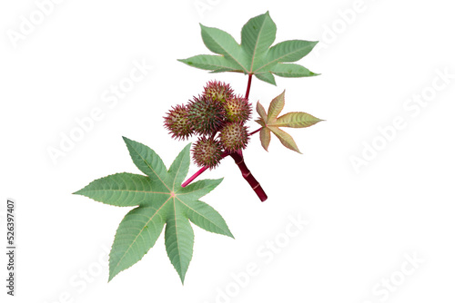 Castor oil plant with seed capsules and leaves isolated transparent png. Ricinus communis fruits.