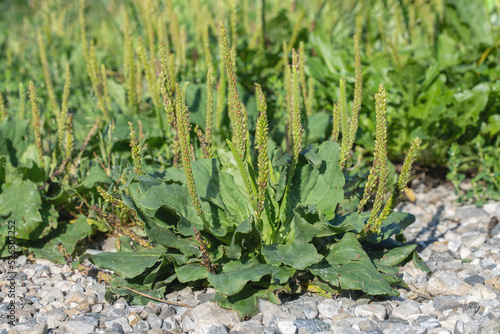 Broadleaf plantain (Plantago major) as weed on stony ground.