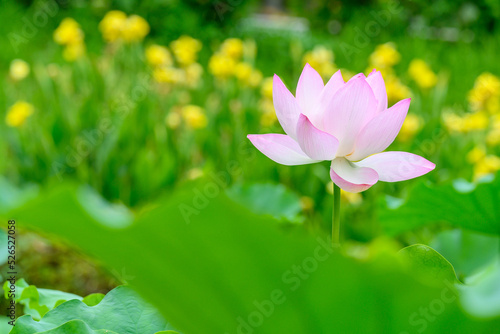 最高に美しい古代ハス「大賀ハス」(古代の森)(鹿央古代ハス園) The most beautiful ancient lotus "Oga Lotus" (Ancient Forest) (Kao Ancient Lotus Garden) 日本(初夏)2022年撮影 Japan (early summer) taken in 2022 九州・熊本県山鹿市(鹿央古代の森)