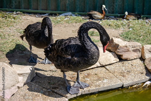 Birds at the zoo in Siofok, Hungary