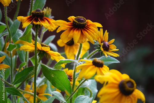 Rudbeckia flower in autumn. Floral background with yellow flowers.