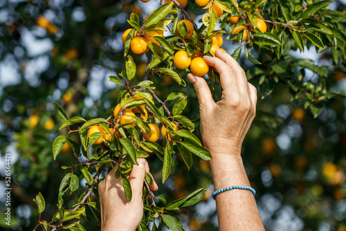 Hand picking ripe yellow mirabelle plum from tree. Harvesting fruit
