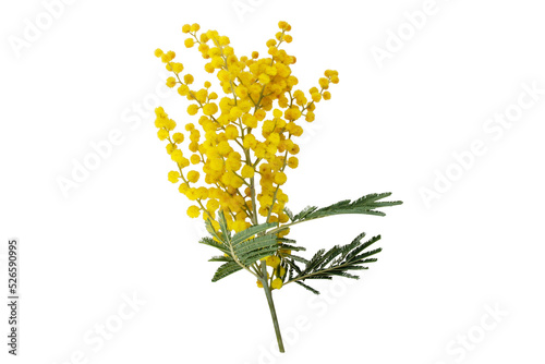 Wattle tree branch isolated transparent png. Acacia dealbata yellow fluffy balls and leaves. Mimosa spring flowers.