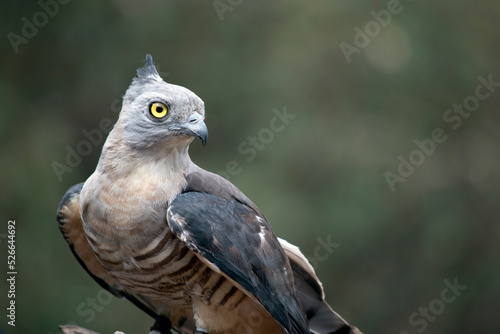 this a close up of a Pacific baza