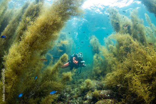 Scuba Diving the Seaweed Forest in Izu, Japan