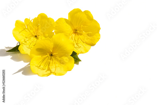 Floral arrangement of yellow inflorescences of the evening primrose flower on a white isolated background, for design.