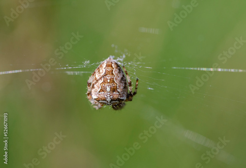 A spider on a web