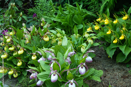 Beautiful orchid flowers of yellow and pink color. Lady's-slipper hybrids.