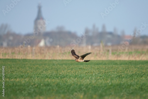 Hen harrier in flight over uitkerkse polder