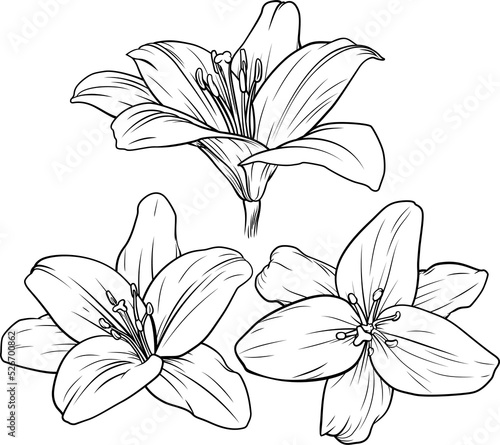 Lily Flower Illustration