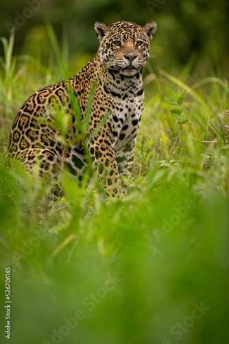 Beautiful and endangered american jaguar in the nature habitat. Panthera onca, wild brasil, brasilian wildlife, pantanal, green jungle, big cats.