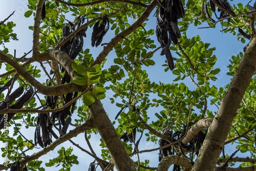 Close-up of carobs on a carob tree