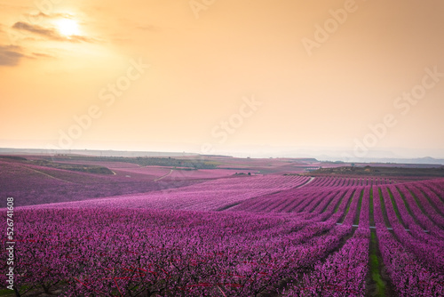 Flowering peach trees in Aitona, Spain.