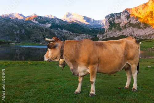 Asturian Mountain cattle cow sits on the lawn in a national park among the mountains at sunset